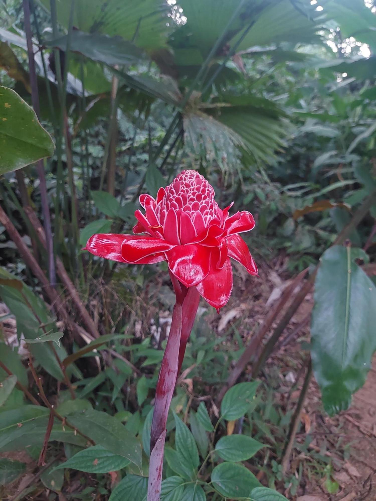 Rio Agujitas Eco Farm Hostel And Tours Drake Bay Luaran gambar