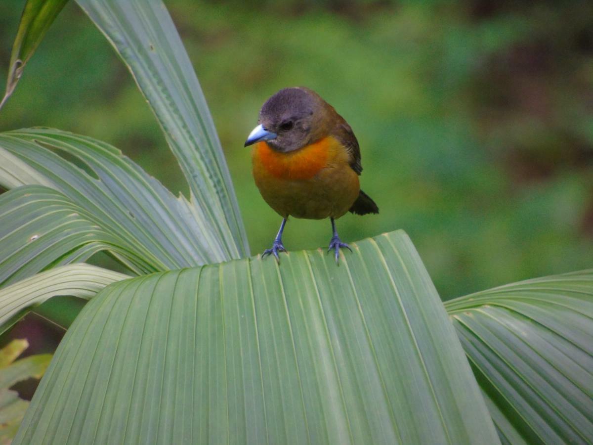 Rio Agujitas Eco Farm Hostel And Tours Drake Bay Luaran gambar