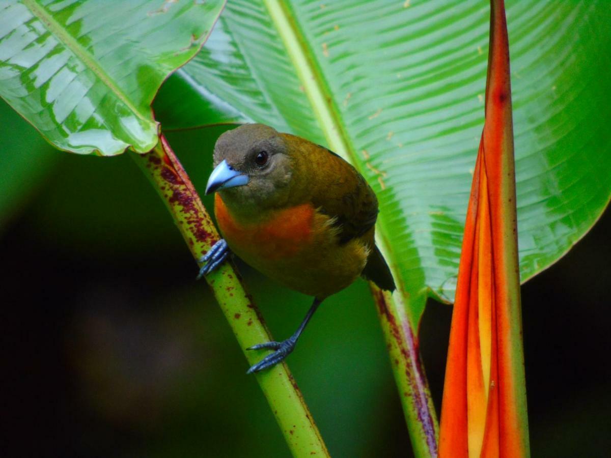 Rio Agujitas Eco Farm Hostel And Tours Drake Bay Luaran gambar
