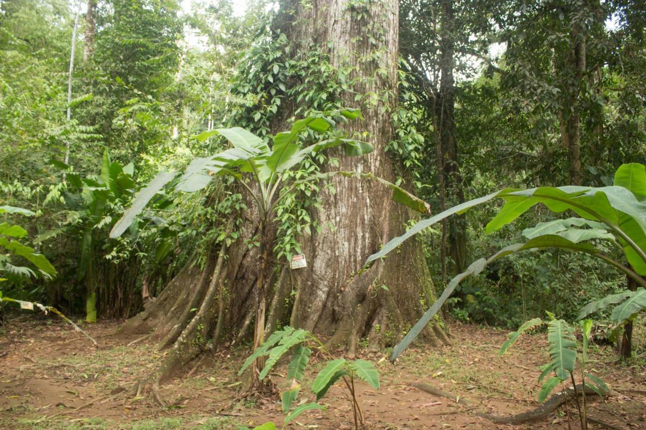 Rio Agujitas Eco Farm Hostel And Tours Drake Bay Luaran gambar